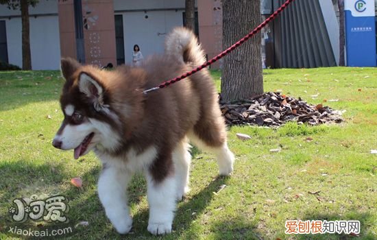 狗狗社会化训练重要吗，告诉你为什么狗狗一定要社会化训练，狗狗社会化训练包括什么