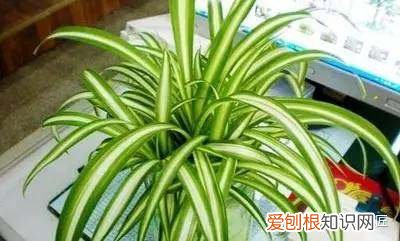 水培吊兰的生长过程，吊兰水培有方法，做对了根系粗、有精神，状态非常好