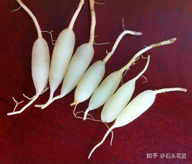 水培吊兰的生长过程，吊兰水培有方法，做对了根系粗、有精神，状态非常好
