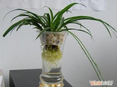 水培吊兰的生长过程，吊兰水培有方法，做对了根系粗、有精神，状态非常好