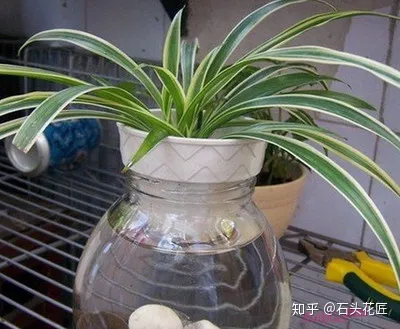 水培吊兰的生长过程，吊兰水培有方法，做对了根系粗、有精神，状态非常好