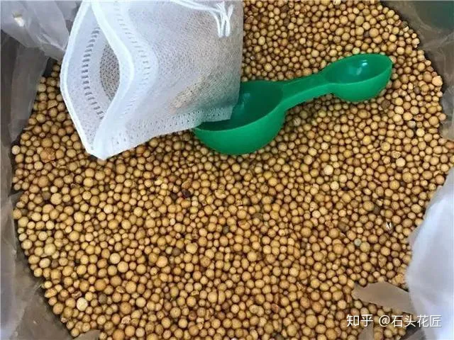 水培吊兰的生长过程，吊兰水培有方法，做对了根系粗、有精神，状态非常好