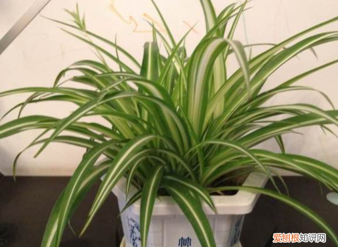吊兰的叶子特点，养吊兰也有“技巧”，掌握4点，叶片郁郁葱葱，四周垂满小吊兰