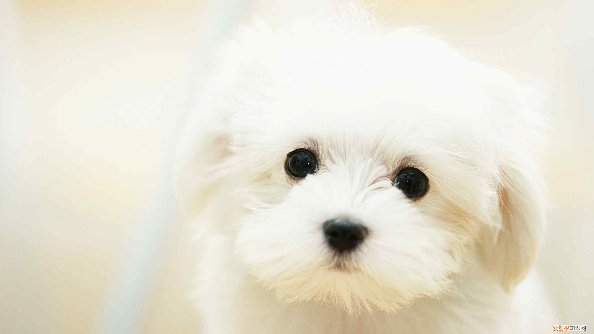 狗的趣味知识,涨知识了,10个关于狗的冷知识,知道8个以上你就是资深宠物管家