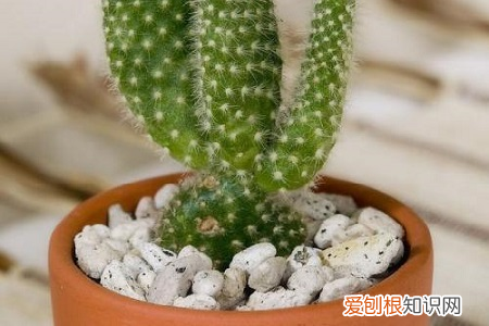栽吊兰用什么盆好看又好养,吊兰养护不费心,最适合新手小白,盆盆旺盛叶子绿!