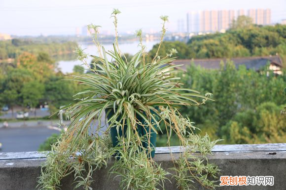 吊兰要怎么养,养吊兰的小方法,掌握这“3怕”,学会这“3养”,吊兰长成大瀑布