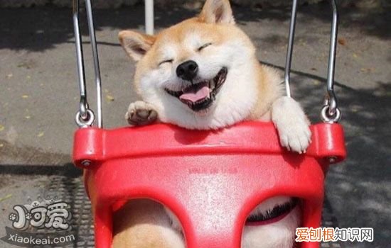 狗狗如果有这些行为一定要注意,狗狗的行为代表什么,狗狗的行为表现