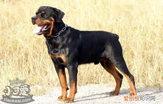 狗狗如果有这些行为一定要注意,狗狗的行为代表什么,狗狗的行为表现