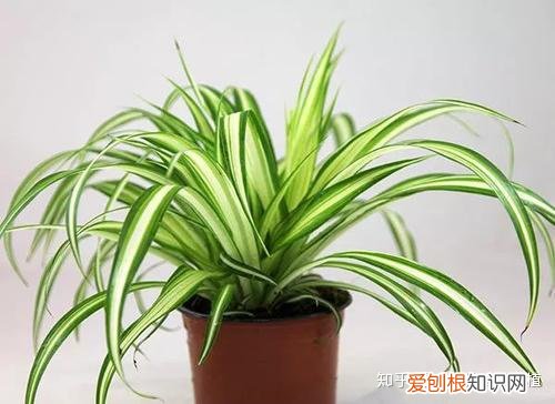 吊兰的养殖方法和注意事项视频，吊兰清香雅致，色泽怡人！掌握这几点养护技巧，养好吊兰很简单