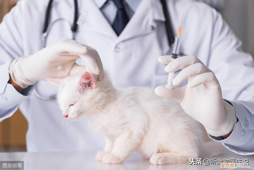 养猫科学喂养视频，如何科学饲养猫咪，宠物医生总结出了这8方面的常识和注意事项