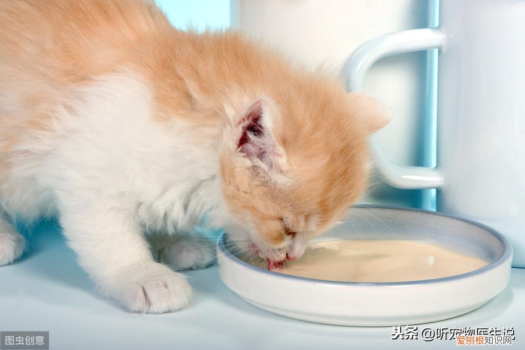 养猫科学喂养视频，如何科学饲养猫咪，宠物医生总结出了这8方面的常识和注意事项