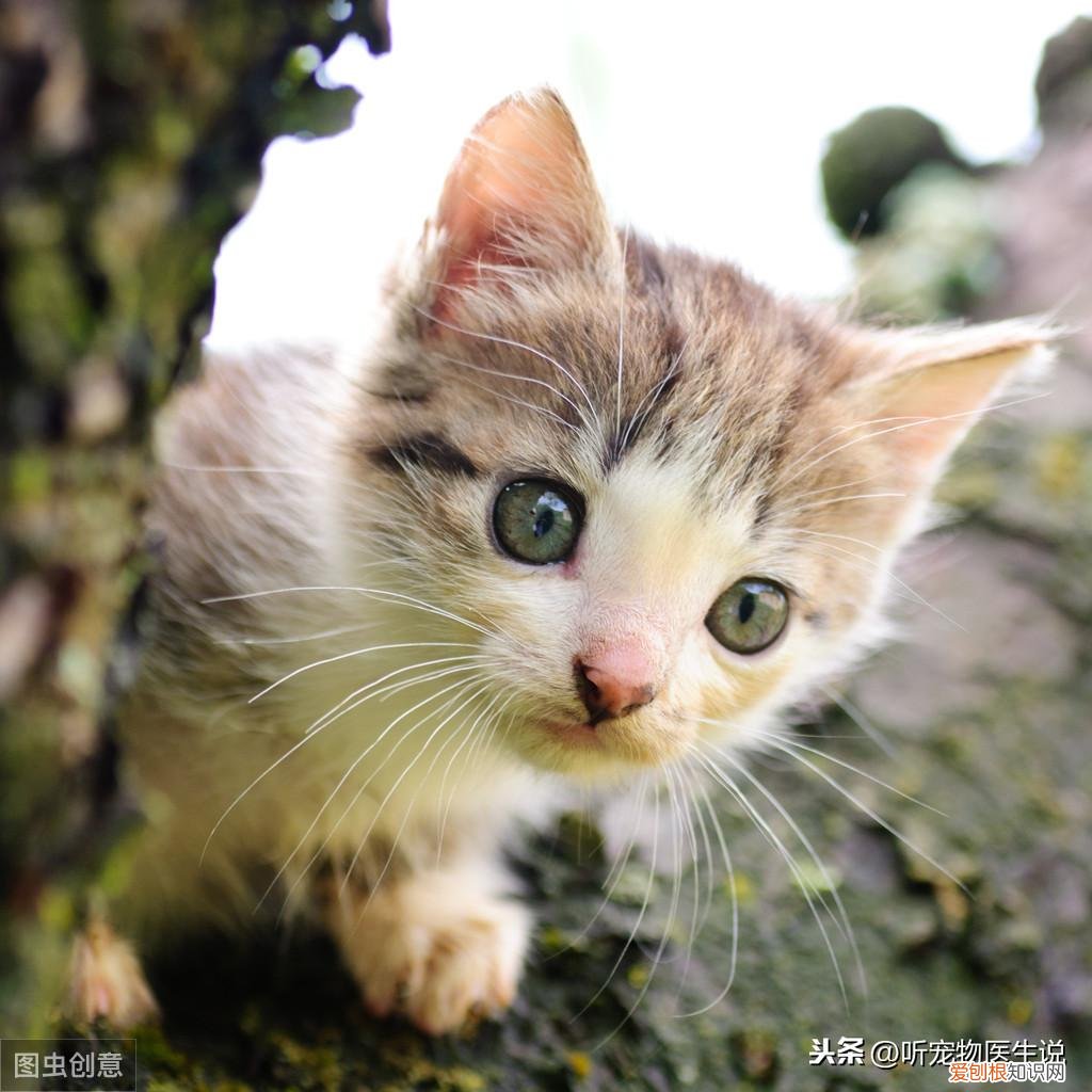 养猫科学喂养视频，如何科学饲养猫咪，宠物医生总结出了这8方面的常识和注意事项