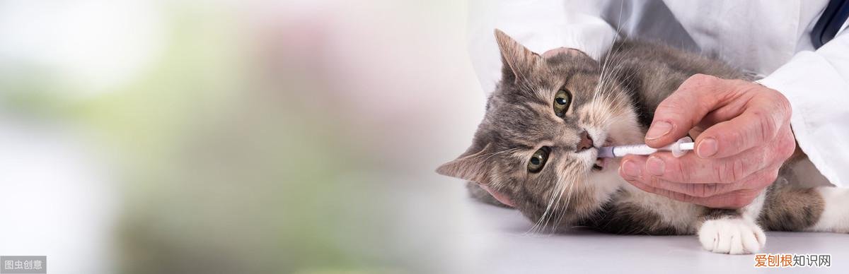 养猫科学喂养视频，如何科学饲养猫咪，宠物医生总结出了这8方面的常识和注意事项