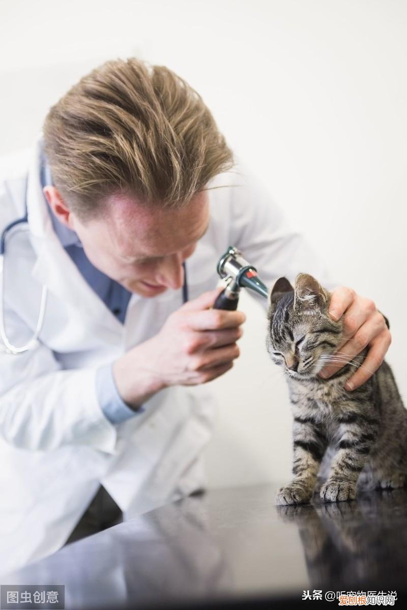 养猫科学喂养视频，如何科学饲养猫咪，宠物医生总结出了这8方面的常识和注意事项