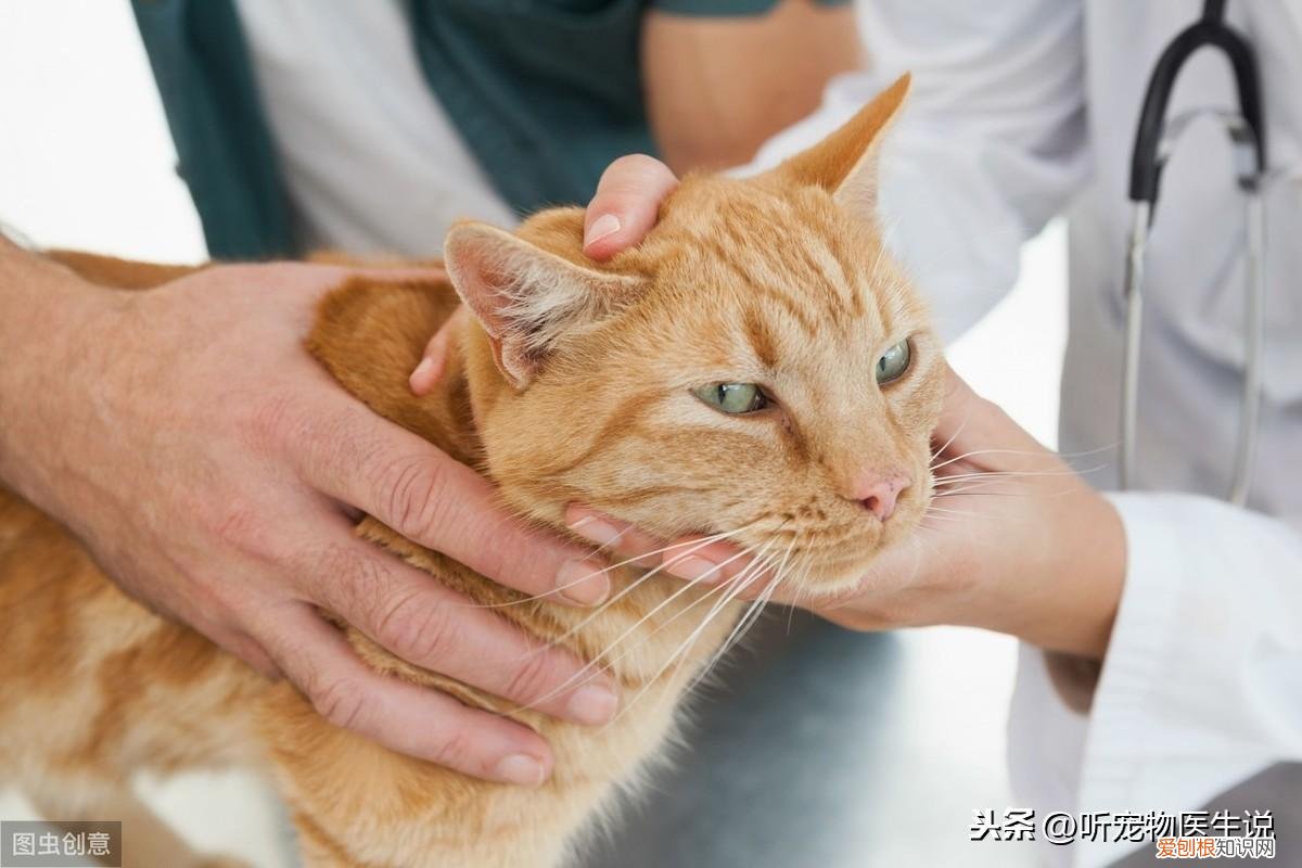 养猫科学喂养视频，如何科学饲养猫咪，宠物医生总结出了这8方面的常识和注意事项
