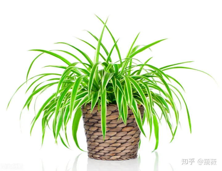 吊兰怎么养得又大又旺，吊兰如何养才更旺盛