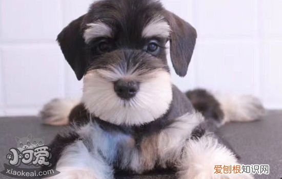 狗狗扑人是表达什么，学会这2招就足够了，狗狗扑人是表达什么意思