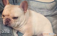 狗狗扑人是表达什么，学会这2招就足够了，狗狗扑人是表达什么意思