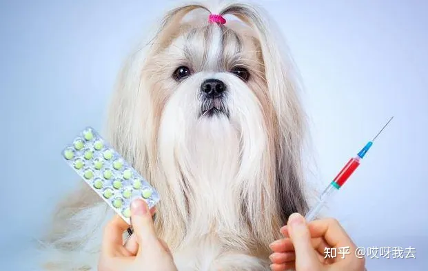 养狗的小知识，这些“知识”，养狗的你早就该知道了！