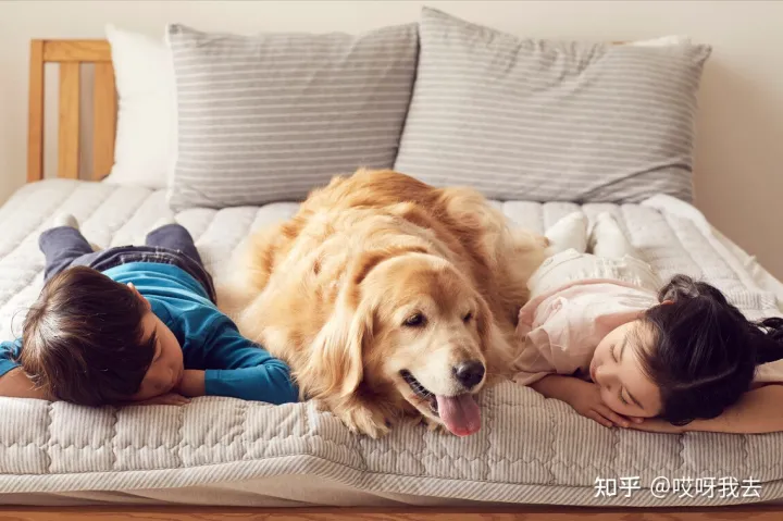 养狗的小知识，这些“知识”，养狗的你早就该知道了！