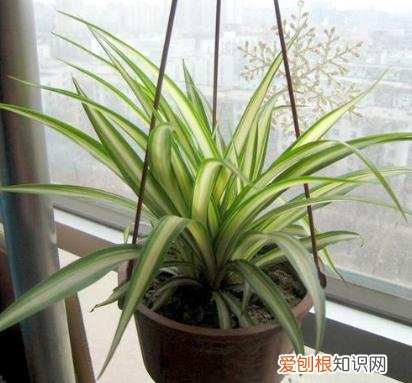 吊兰怎么养才能抽藤，想养好吊兰，有3个“要领”，做好了蹭蹭抽藤，新手也能养好