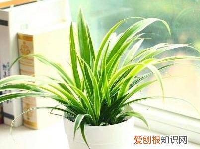 吊兰怎么养才能抽藤，想养好吊兰，有3个“要领”，做好了蹭蹭抽藤，新手也能养好