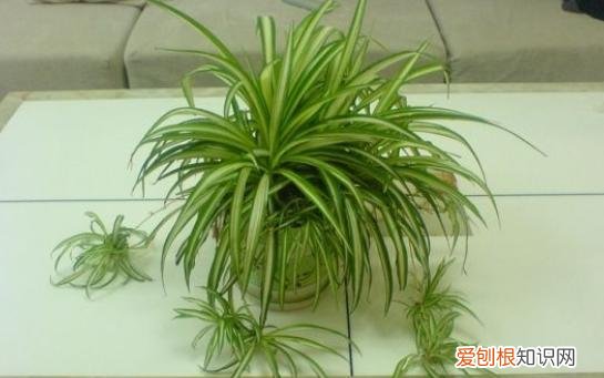 吊兰怎么养才能抽藤，想养好吊兰，有3个“要领”，做好了蹭蹭抽藤，新手也能养好