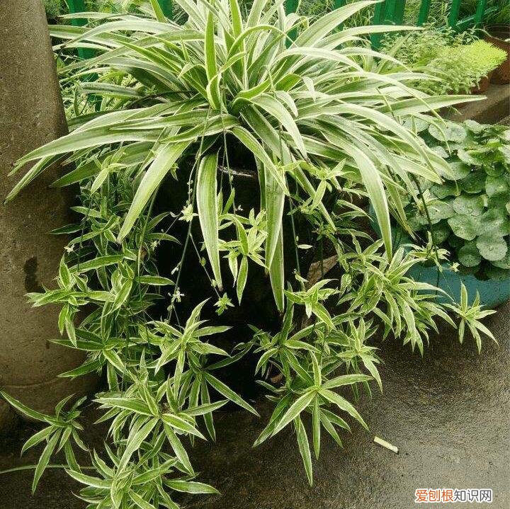 吊兰的开花过程，养吊兰做到“3步”，3个月成小瀑布，一盆繁殖100盆，阳台放满了