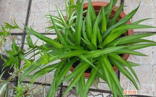 吊兰的开花过程，养吊兰做到“3步”，3个月成小瀑布，一盆繁殖100盆，阳台放满了