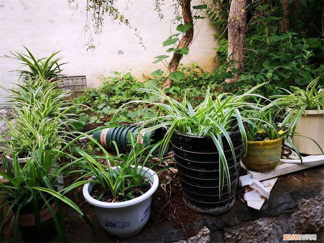 吊兰的开花过程，养吊兰做到“3步”，3个月成小瀑布，一盆繁殖100盆，阳台放满了