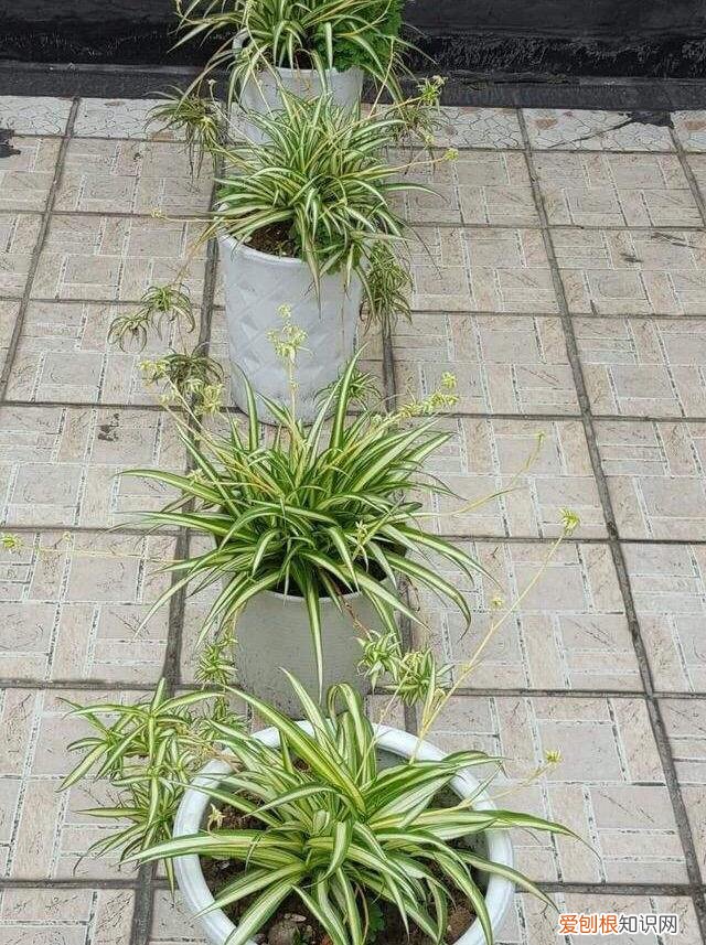 吊兰的开花过程，养吊兰做到“3步”，3个月成小瀑布，一盆繁殖100盆，阳台放满了