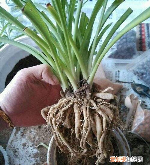 吊兰的开花过程，养吊兰做到“3步”，3个月成小瀑布，一盆繁殖100盆，阳台放满了