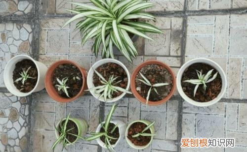 吊兰的开花过程，养吊兰做到“3步”，3个月成小瀑布，一盆繁殖100盆，阳台放满了