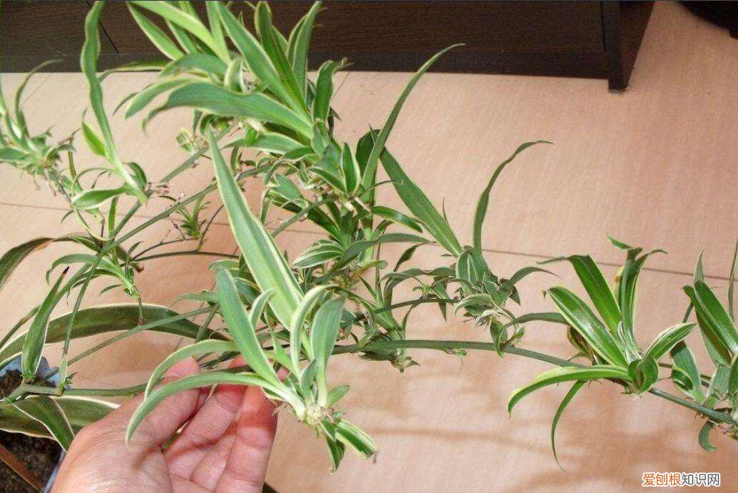 吊兰的开花过程，养吊兰做到“3步”，3个月成小瀑布，一盆繁殖100盆，阳台放满了
