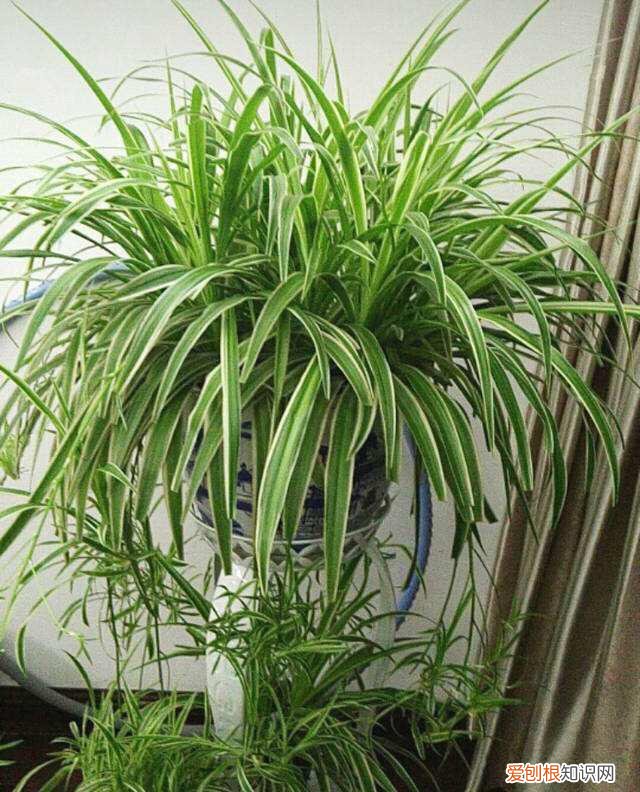 吊兰的开花过程，养吊兰做到“3步”，3个月成小瀑布，一盆繁殖100盆，阳台放满了