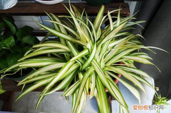吊兰怎么不长藤，吊兰最好养，注意3个“细节”，不干尖不黑叶，嗖嗖窜新藤