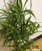 吊兰怎么不长藤，吊兰最好养，注意3个“细节”，不干尖不黑叶，嗖嗖窜新藤