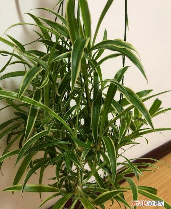 吊兰怎么不长藤，吊兰最好养，注意3个“细节”，不干尖不黑叶，嗖嗖窜新藤