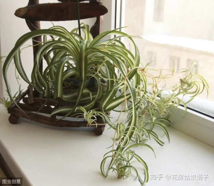 怎么养好金边吊兰，家里养的金边吊兰，注意以下几个小技巧，叶片不发软不褪色