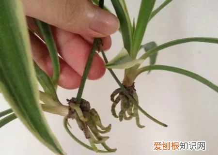 绿叶吊兰开花吗，吊兰就得这样养，花根撑爆盆，叶子宽又绿