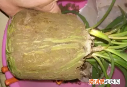绿叶吊兰开花吗，吊兰就得这样养，花根撑爆盆，叶子宽又绿