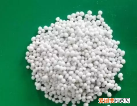 绿叶吊兰开花吗，吊兰就得这样养，花根撑爆盆，叶子宽又绿