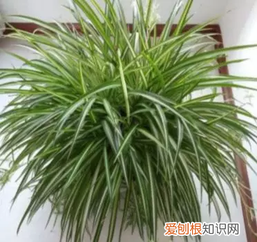 绿叶吊兰开花吗，吊兰就得这样养，花根撑爆盆，叶子宽又绿