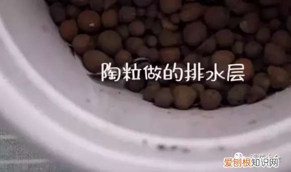 绿叶吊兰开花吗，吊兰就得这样养，花根撑爆盆，叶子宽又绿