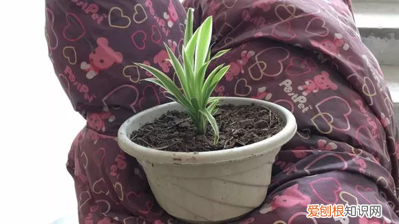 绿叶吊兰开花吗，吊兰就得这样养，花根撑爆盆，叶子宽又绿