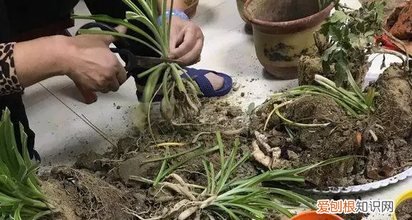 绿叶吊兰开花吗，吊兰就得这样养，花根撑爆盆，叶子宽又绿