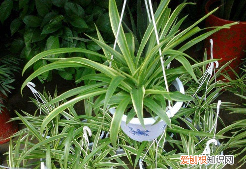 吊兰叶子嫩绿发软,吊兰这么养,叶子疯长绿油油,半年变成草垛子
