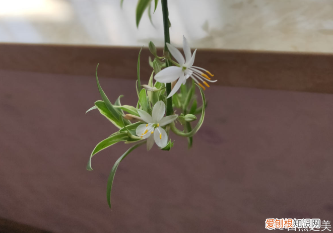 吊兰叶子嫩绿发软,吊兰这么养,叶子疯长绿油油,半年变成草垛子