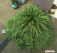 吊兰叶子嫩绿发软，吊兰这么养，叶子疯长绿油油，半年变成草垛子
