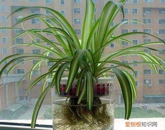 吊兰枯死了还能活吗图片，吊兰半死不活不要紧，学会这5招，吊兰疯长成瀑布，小吊抽不停！